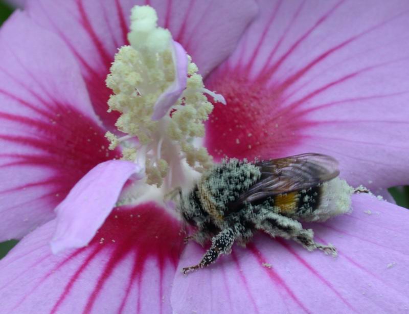 Golosit ....Bombus terrestris